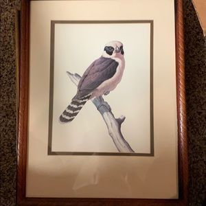 Black and white hawk eagle